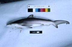 Carcharhinus falciformis