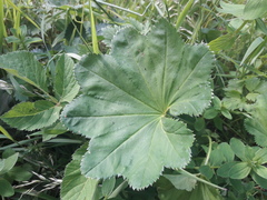 Alchemilla glabra