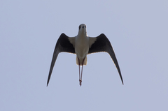 Himantopus himantopus