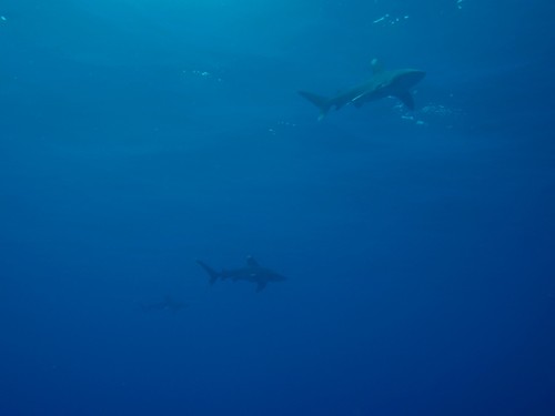 photo of Oceanic Whitetip Shark (Carcharhinus longimanus)