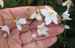 Solanum laxum