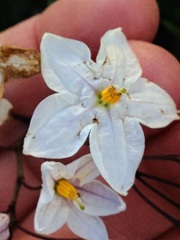 Solanum laxum