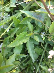 Solanum laxum