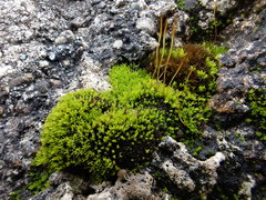 Gymnostomum aeruginosum