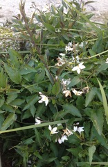 Solanum laxum