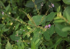 Uraria rufescens