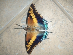 Charaxes achaemenes