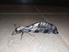 Lachlathetes moestus