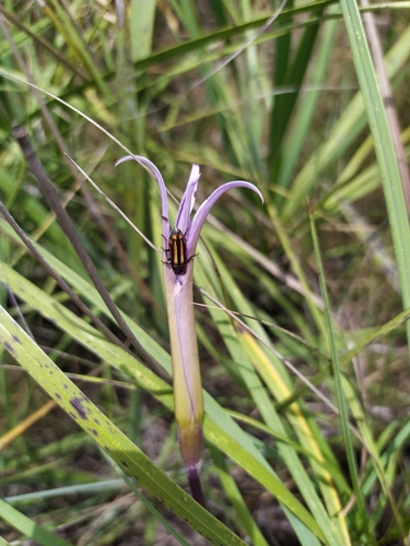 Ceroctis exclamationis · iNaturalist