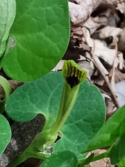 Aristolochia lutea