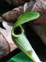 Aristolochia lutea