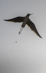 Himantopus himantopus