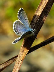 Pseudophilotes abencerragus