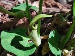 Aristolochia lutea