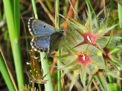 Pseudophilotes abencerragus