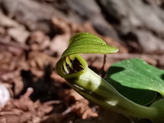 Aristolochia lutea