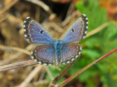 Pseudophilotes abencerragus
