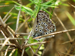 Pseudophilotes abencerragus