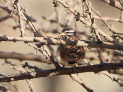 Emberiza striolata