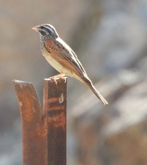 Emberiza striolata