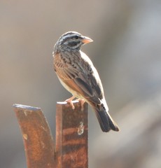 Emberiza striolata