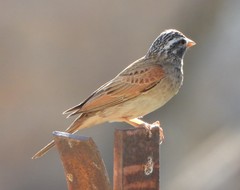 Emberiza striolata