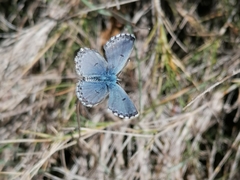 Pseudophilotes panoptes