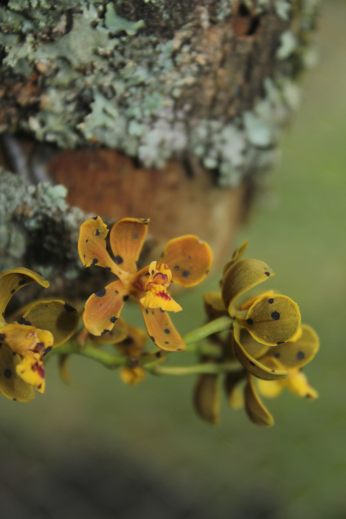 Encyclia gallopavina (Rchb.f.) Porto & Brade