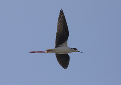 Himantopus himantopus