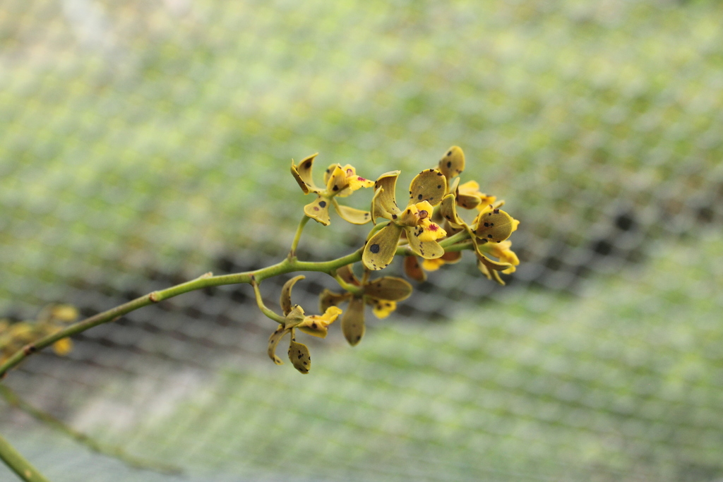 Encyclia gallopavina (Rchb.f.) Porto & Brade 2
