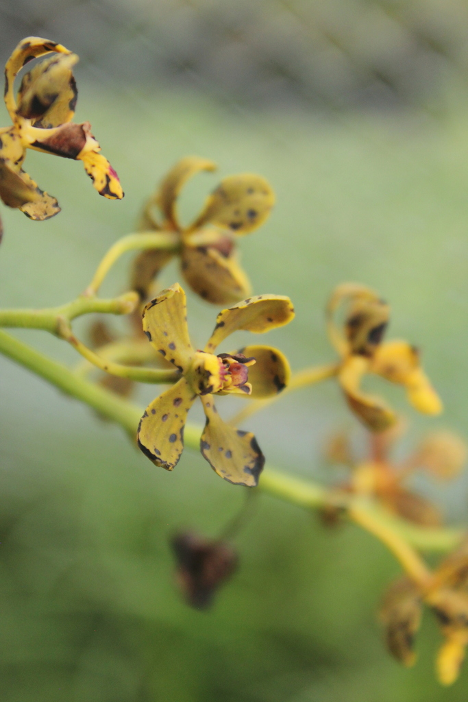 Encyclia gallopavina (Rchb.f.) Porto & Brade 3