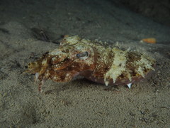 Sepia prashadi