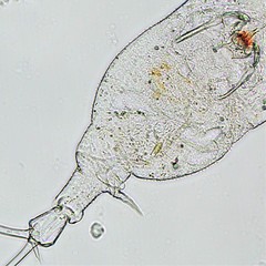 Trichotria pocillum