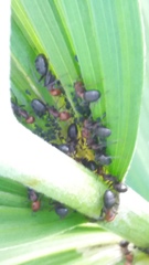 Formica obscuripes