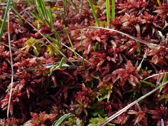 Sphagnum medium