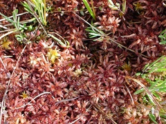 Sphagnum medium