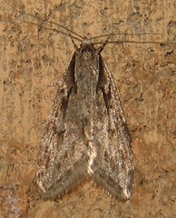 Semioscopis aurorella