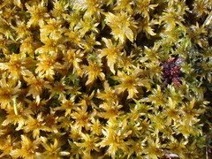 Sphagnum majus