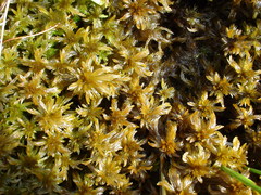Sphagnum majus