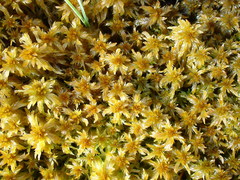 Sphagnum majus