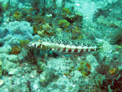 Parapercis stricticeps