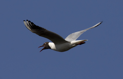 Chroicocephalus ridibundus