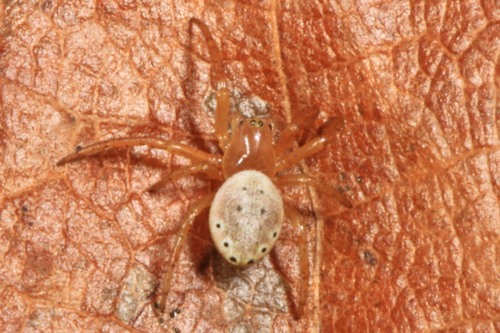 Six-spotted Orbweaver