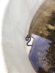 Lampropeltis ruthveni