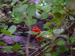 Arisaema tortuosum