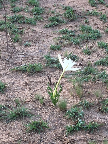 Pancratium tenuifolium (Pancratium tenuifolium)