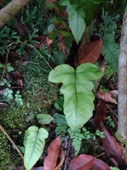 Stegnogramma wilfordii