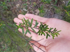 Bursaria spinosa