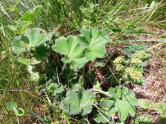 Alchemilla glaucescens