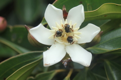 Blakea quadrangularis
